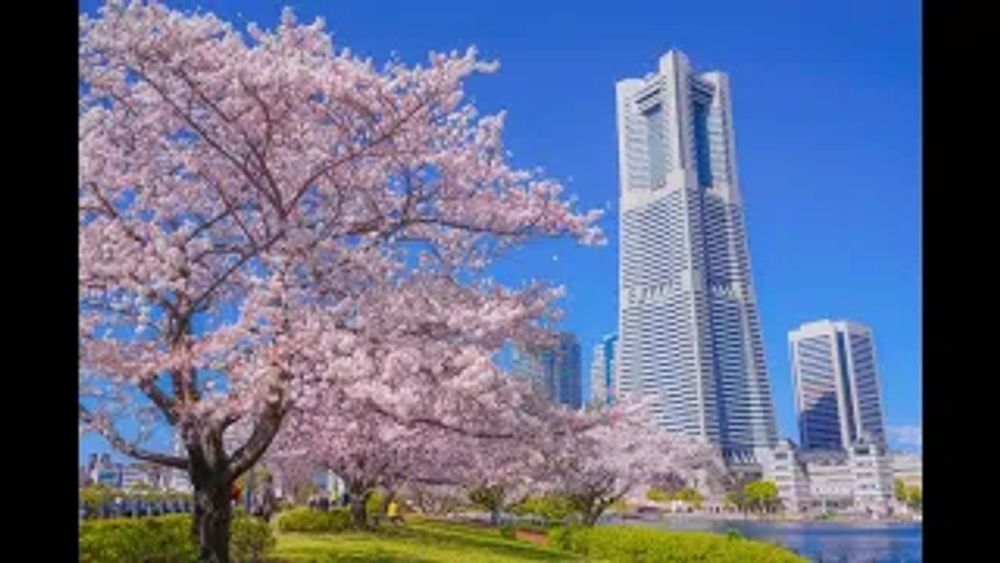 Cherry Blossoms in Yokohama,&nbsp;Japan!